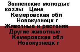 Зааненские молодые козлы › Цена ­ 4000-5000 - Кемеровская обл., Новокузнецк г. Животные и растения » Другие животные   . Кемеровская обл.,Новокузнецк г.